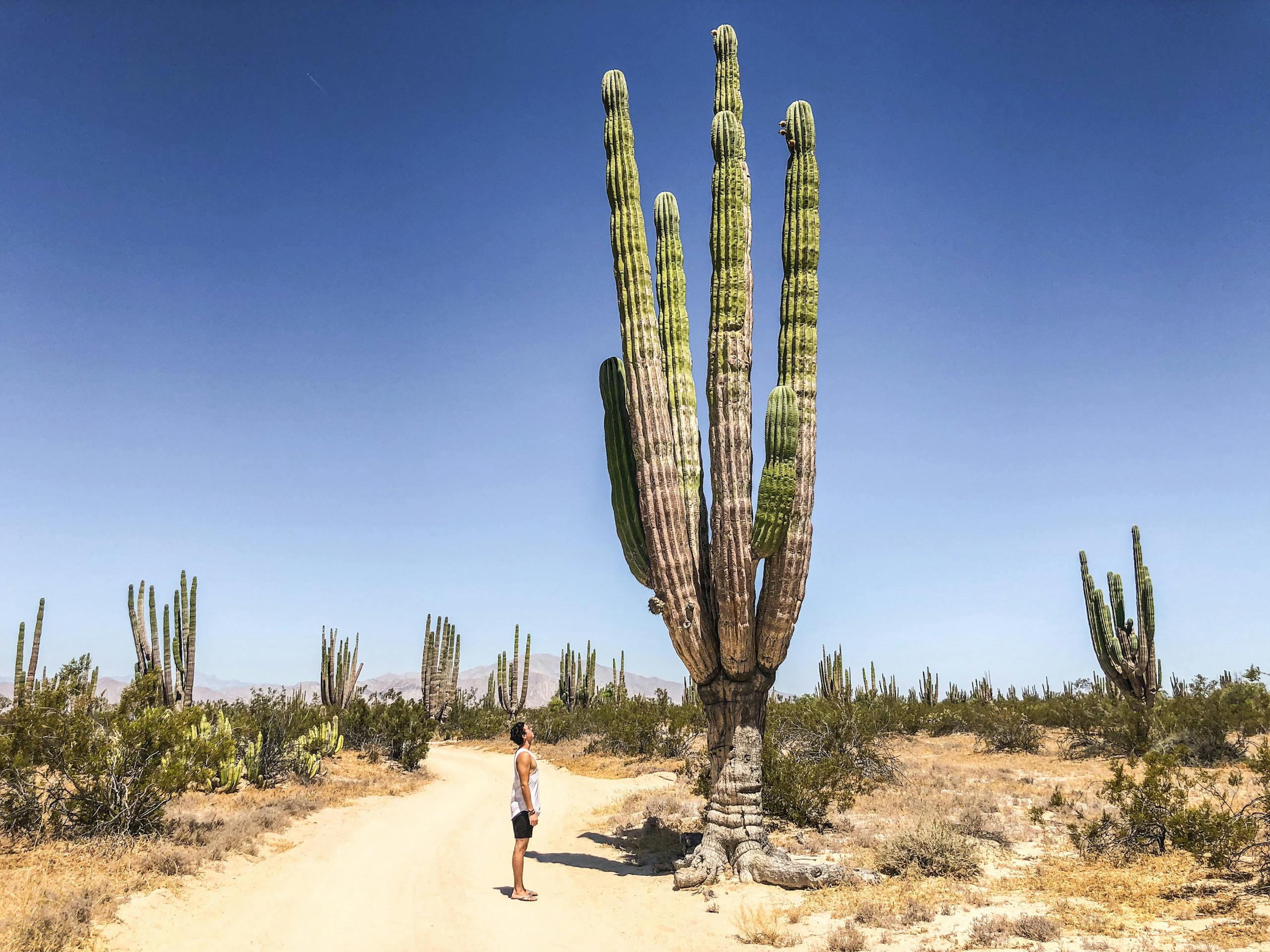 Baja California